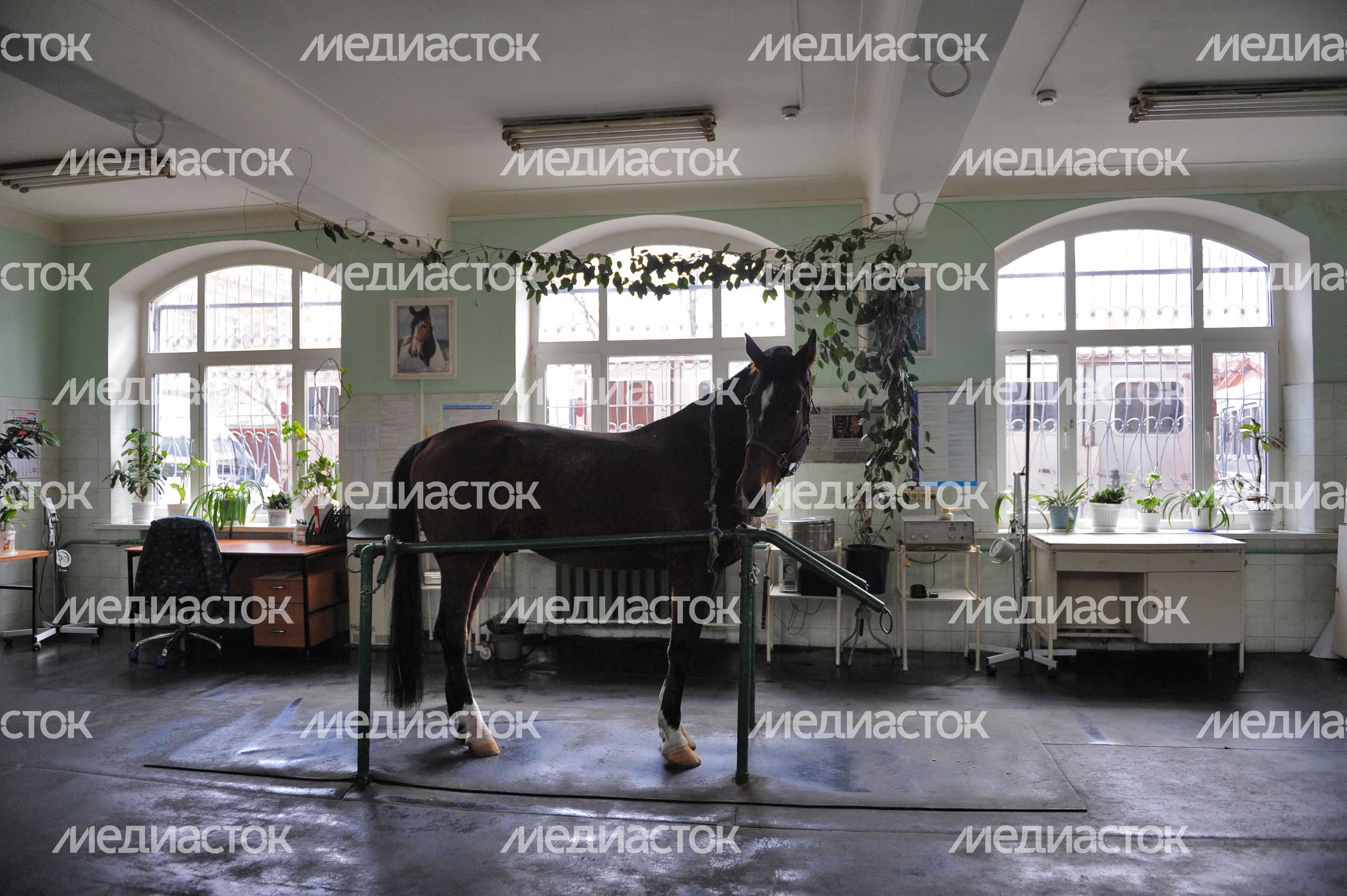 Конная полиция Москвы