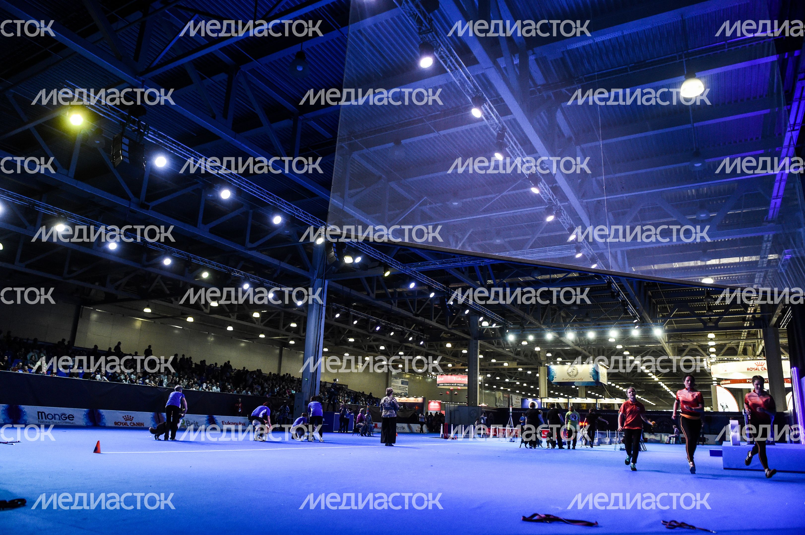 Выставка собак Евразия‑2018 прошла в Подмосковье