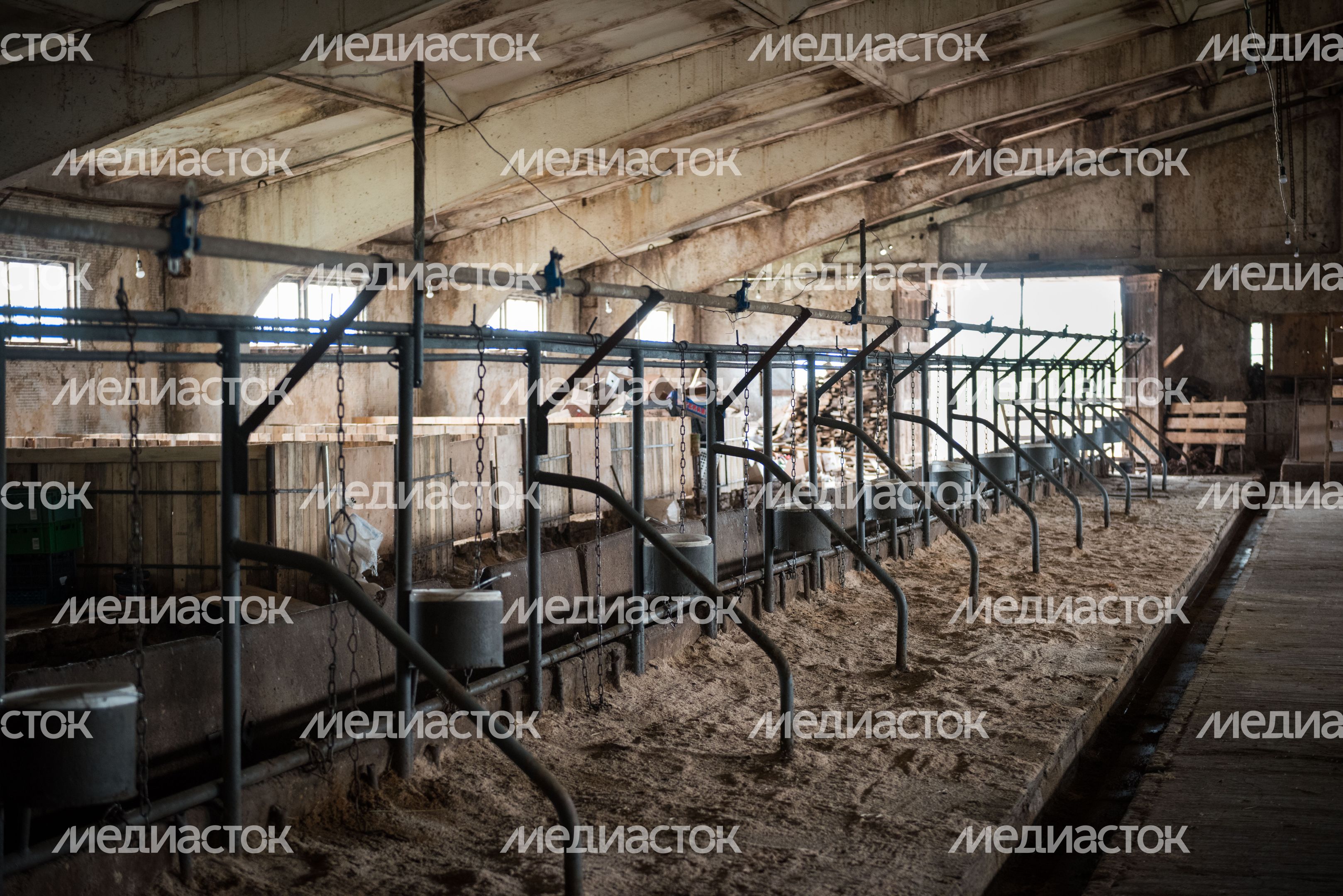 Конюшня-приют «Шанс на жизнь» в Клинском районе Подмосковья
