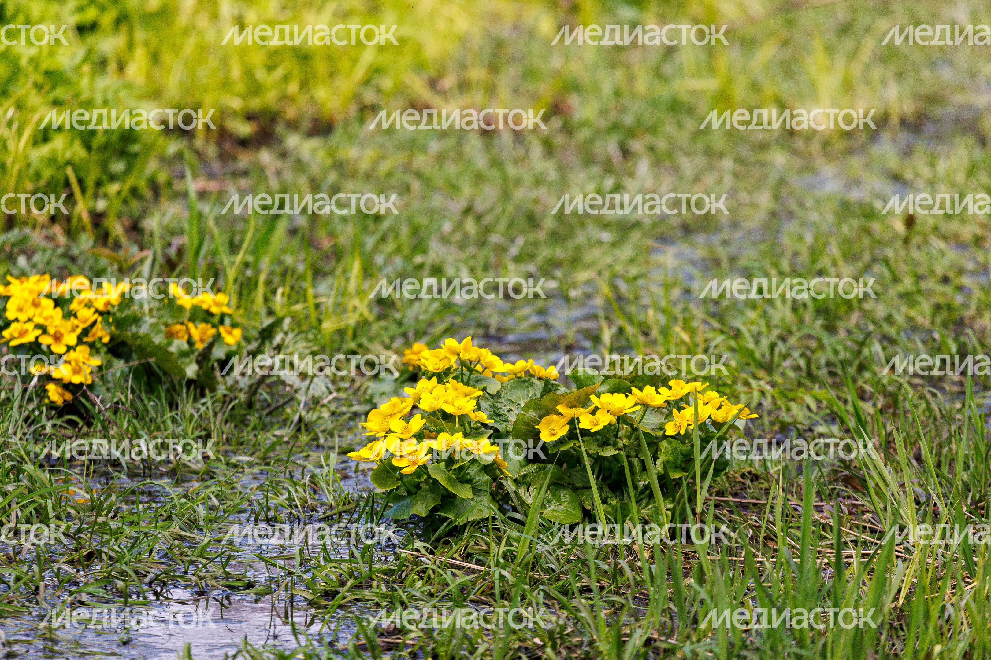 Фрязинский лесопарк весной: цветы калужница болотная Фрязинский лесопарк весной: цветы калужница болотная