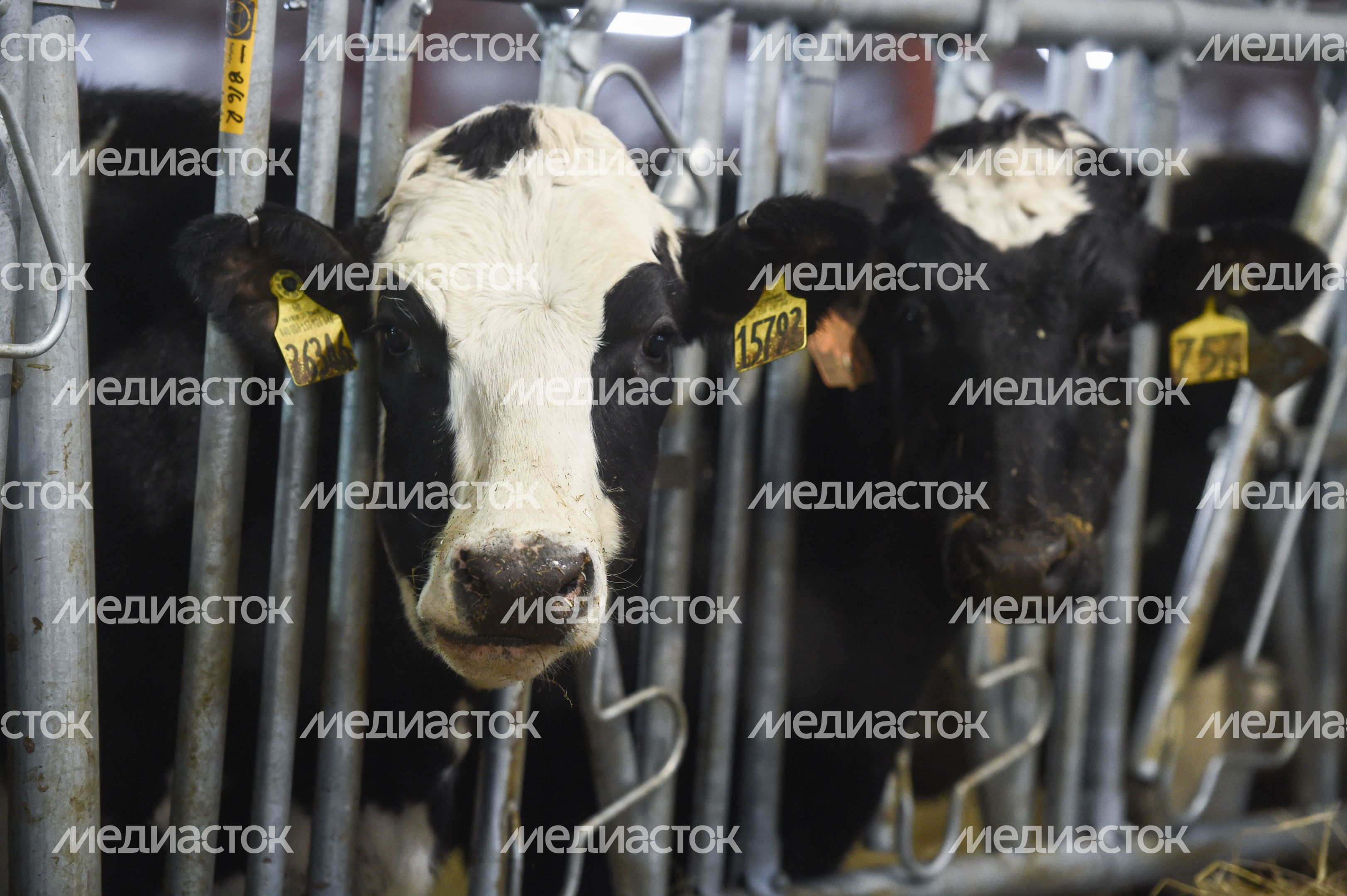 Открытие нового молочного комплекса TH True Milk в Подмосковье, 2 часть