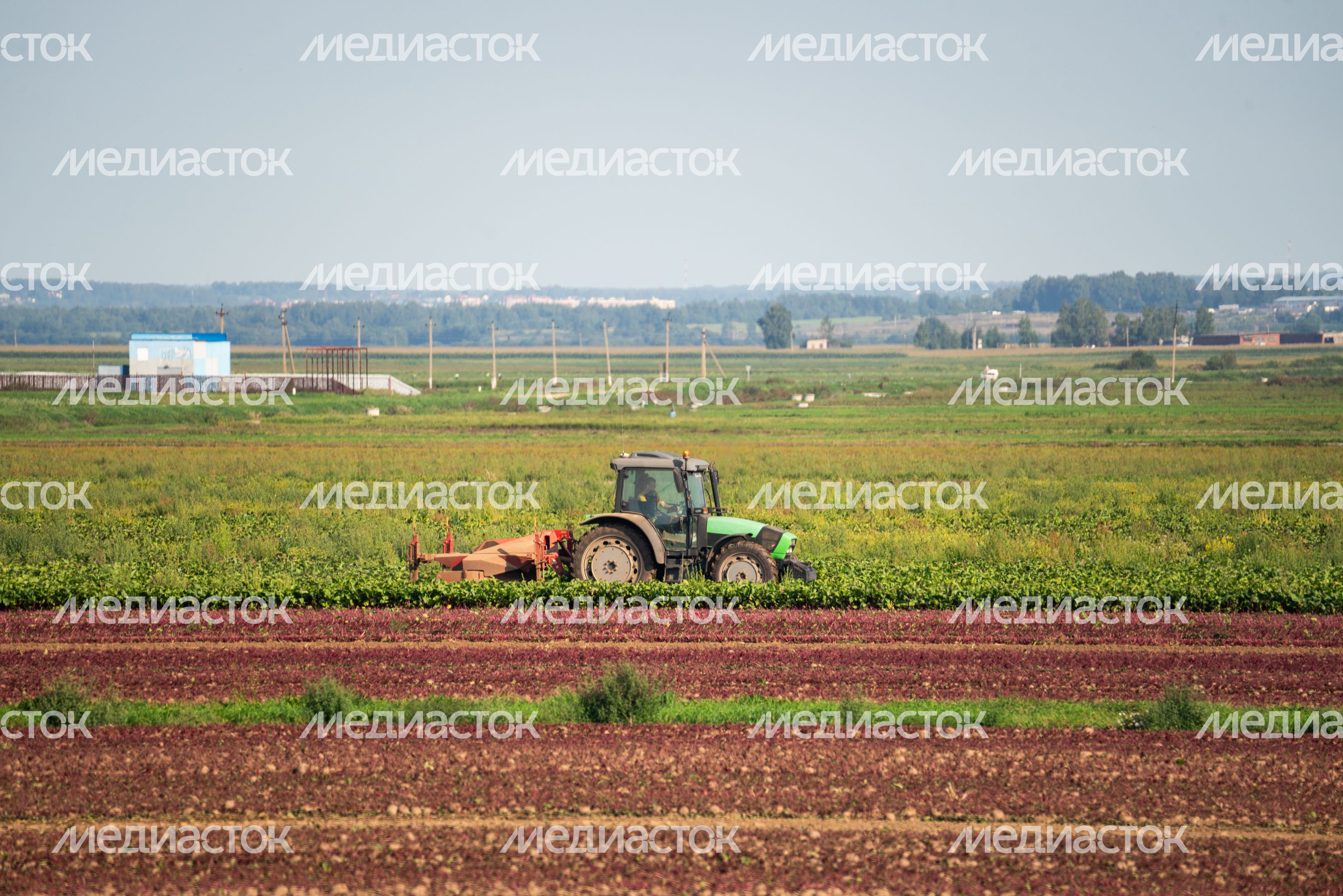 Уборка урожая на полях ГК "Дмитровские овощи" Уборка урожая на полях ГК "Дмитровские овощи"