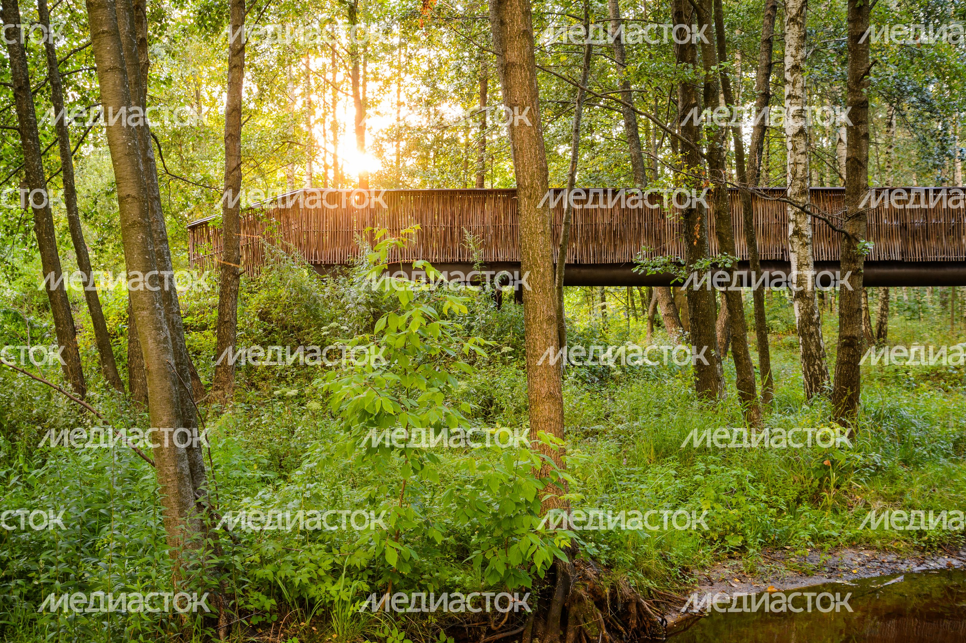 Горокруг Черноголовка. Летние виды реки Черноголовки Горокруг Черноголовка. Летние виды реки Черноголовки