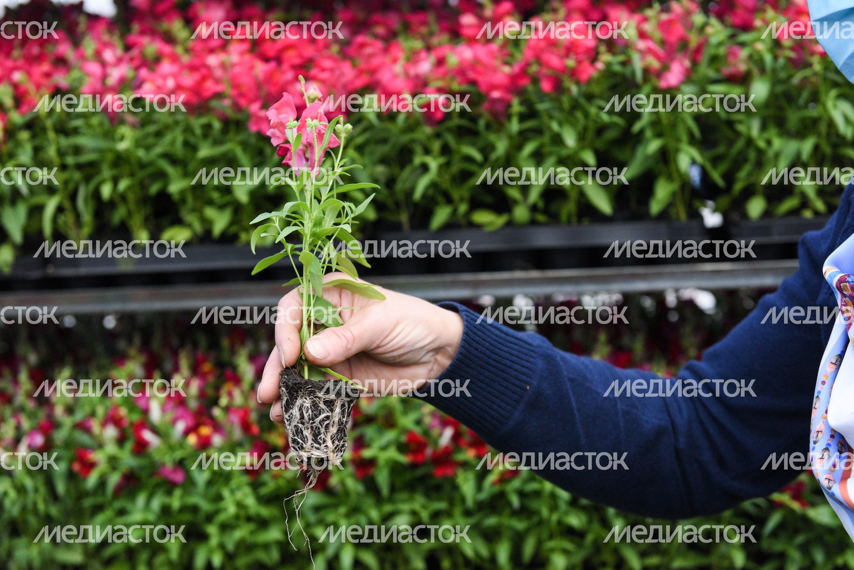 Высадка однолетних растений в Москве