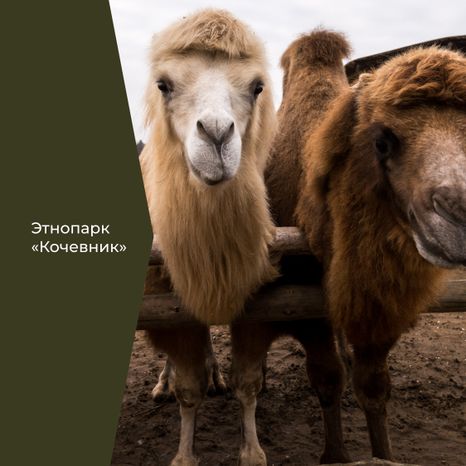 Фермы с животными