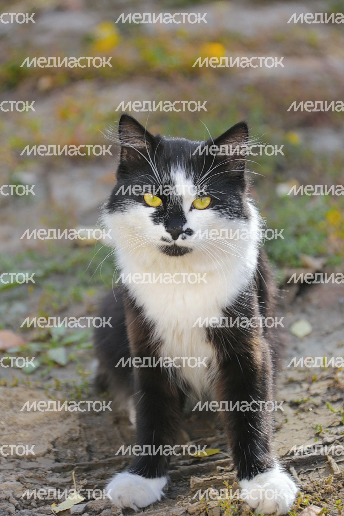Кошка