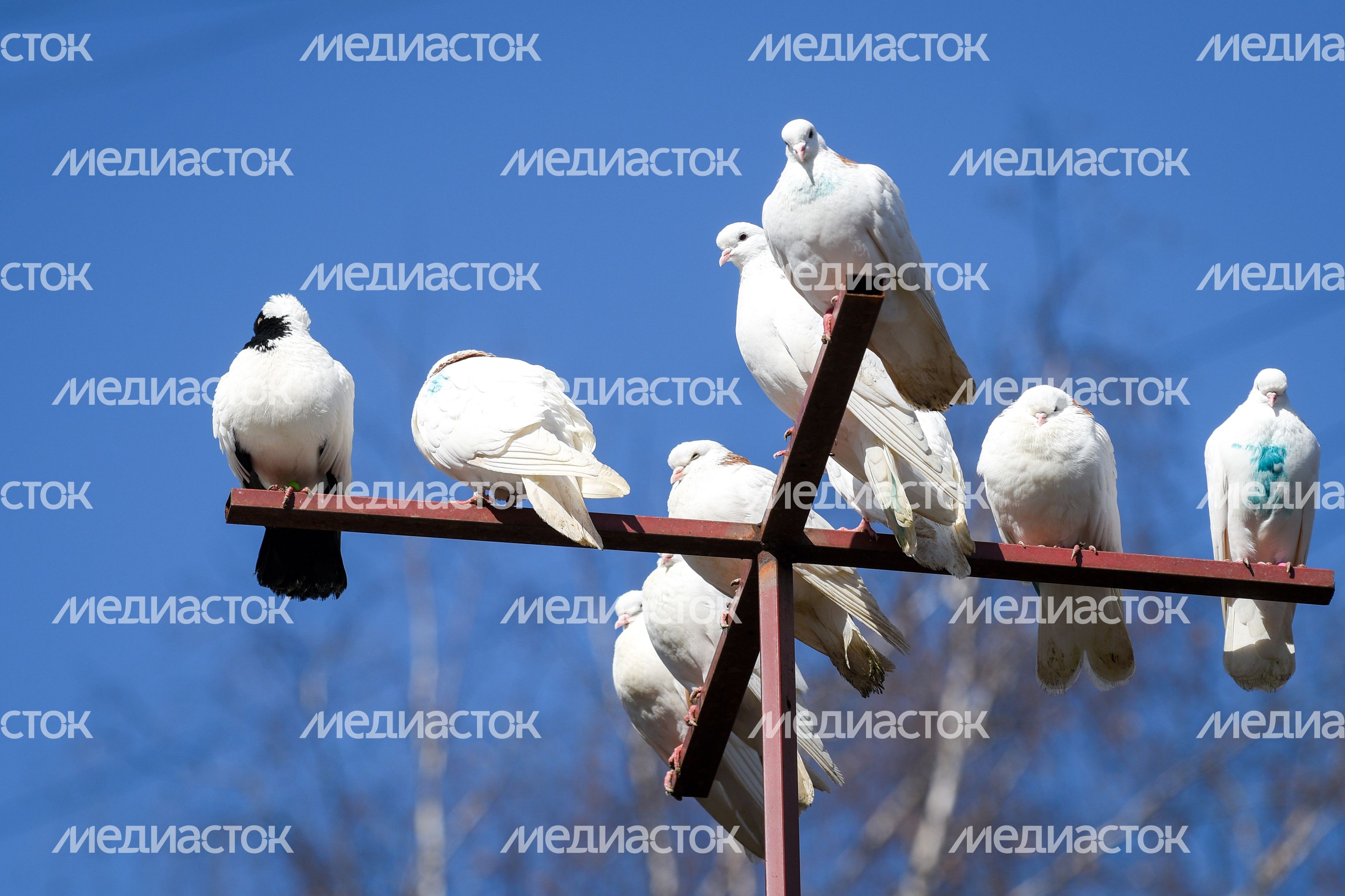 Голубятня в Москве