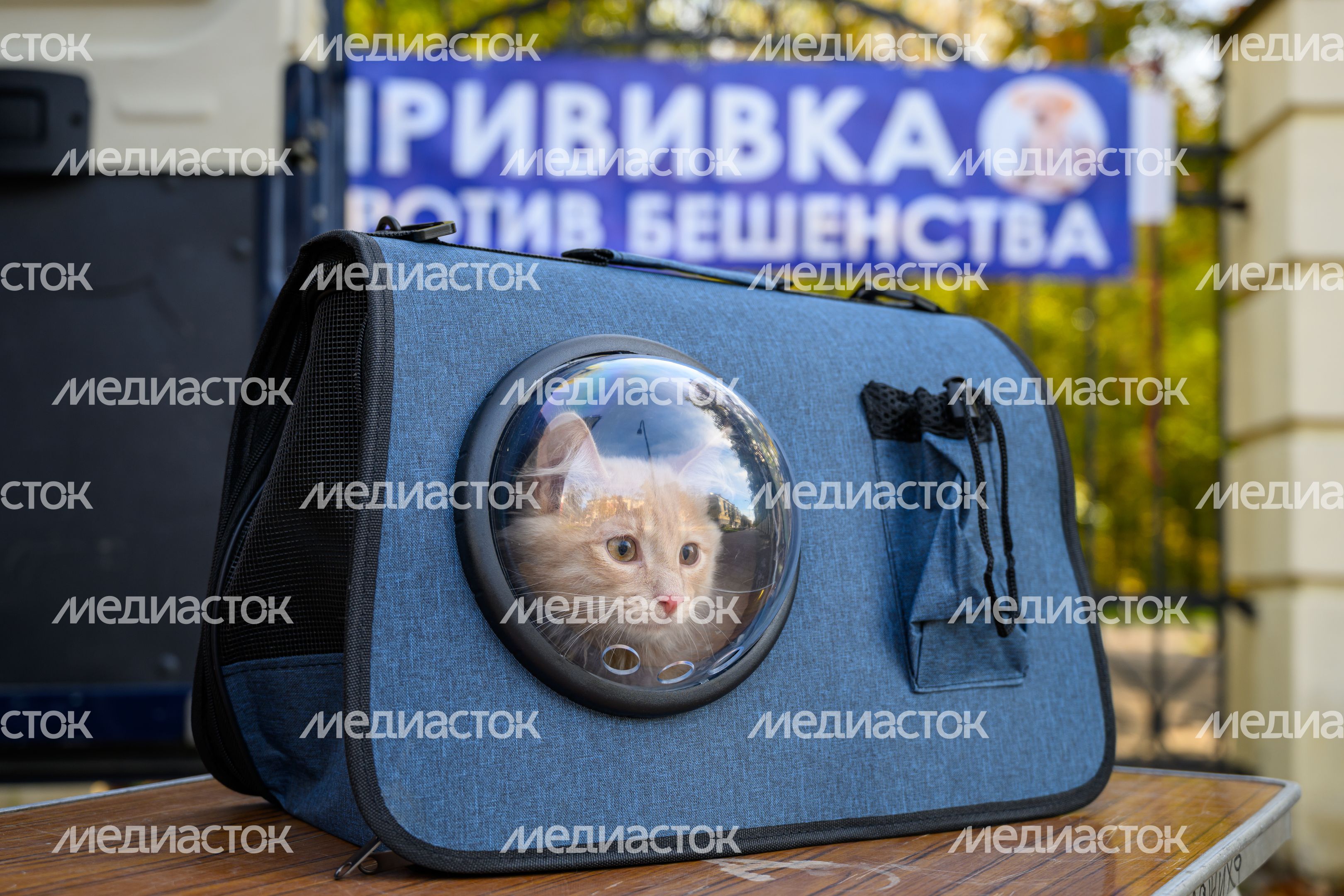 Выездная вакцинация животных в балашихинском парке "Пехорка" Выездная вакцинация животных в балашихинском парке "Пехорка"