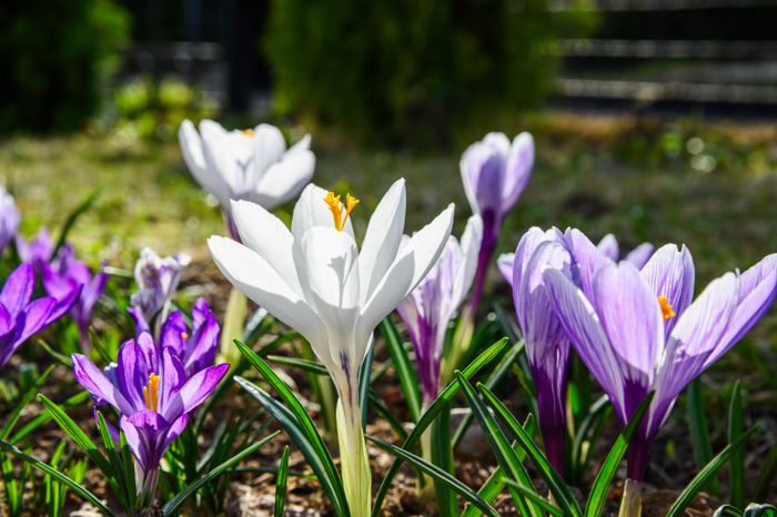 Весна в Сергиево-Посадском округе