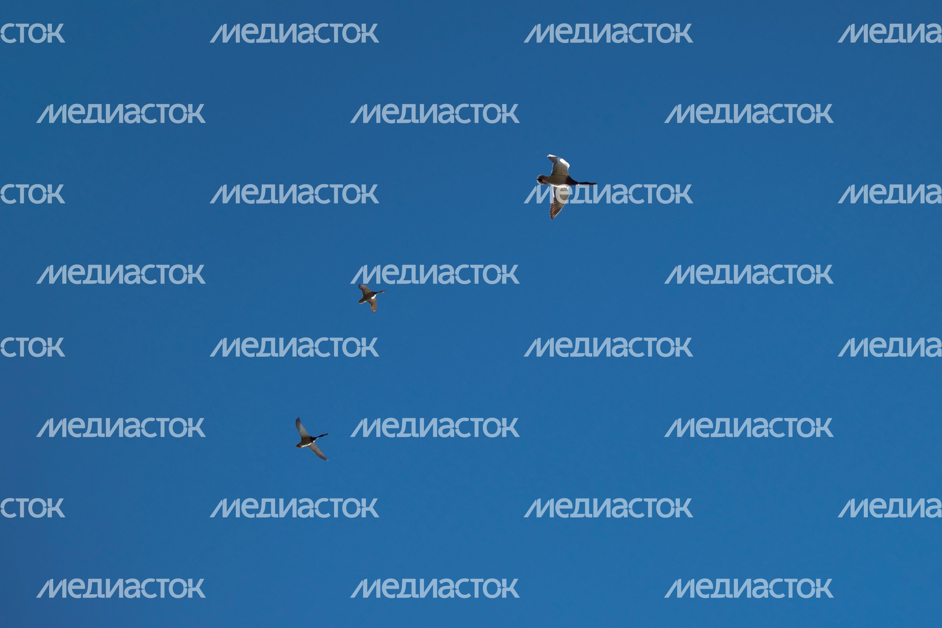 Утки летят в небе Подмосковья Утки летят в небе Подмосковья