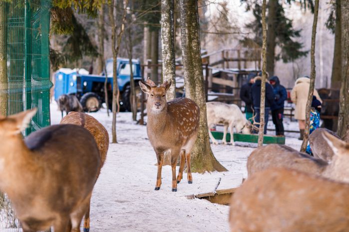 Оленья ферма ZooОleni в Рузском округе