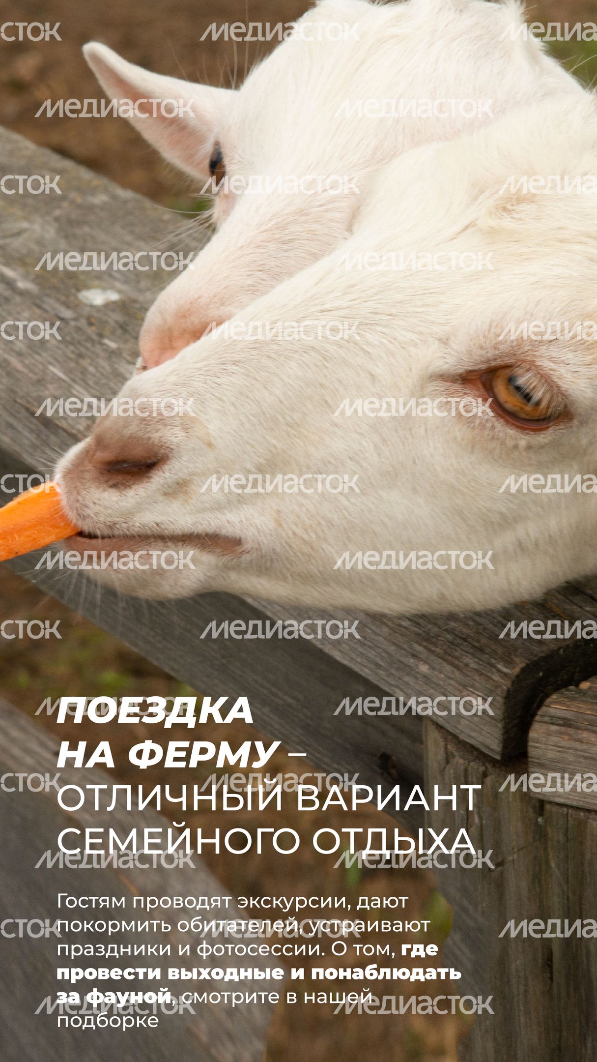 Фермы с животными-02.jpg
