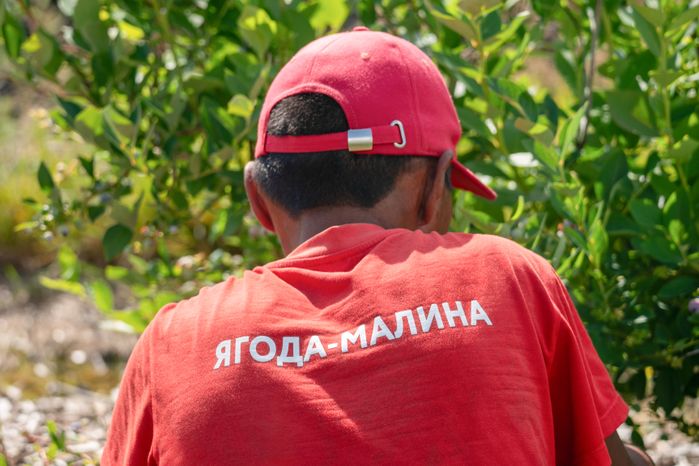 Подмосковная голубика в плодопитомнике «Ягода-малина», округ Шаховская
