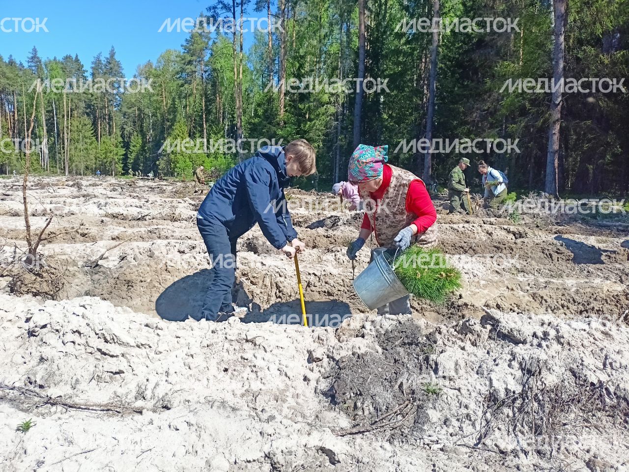 Настроение "Лес Будущего"-2024