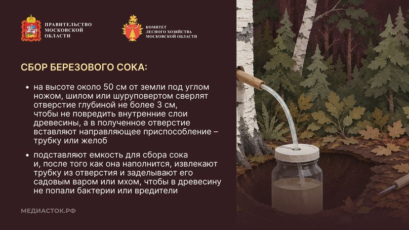 Ягоды, грибы, лекарственные растения горизонталь 09
