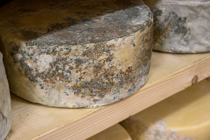 Экоферма «Былинкино» в Луховицах – козья ферма, сыроварня и экоотель