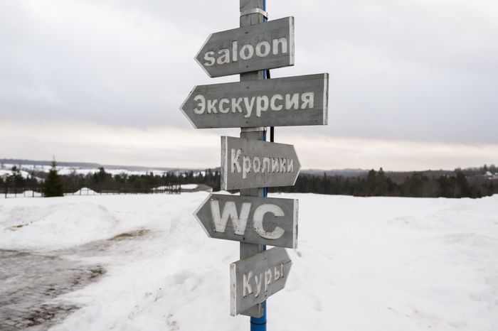 Дмитров. Экоферма «Российские альпаки»