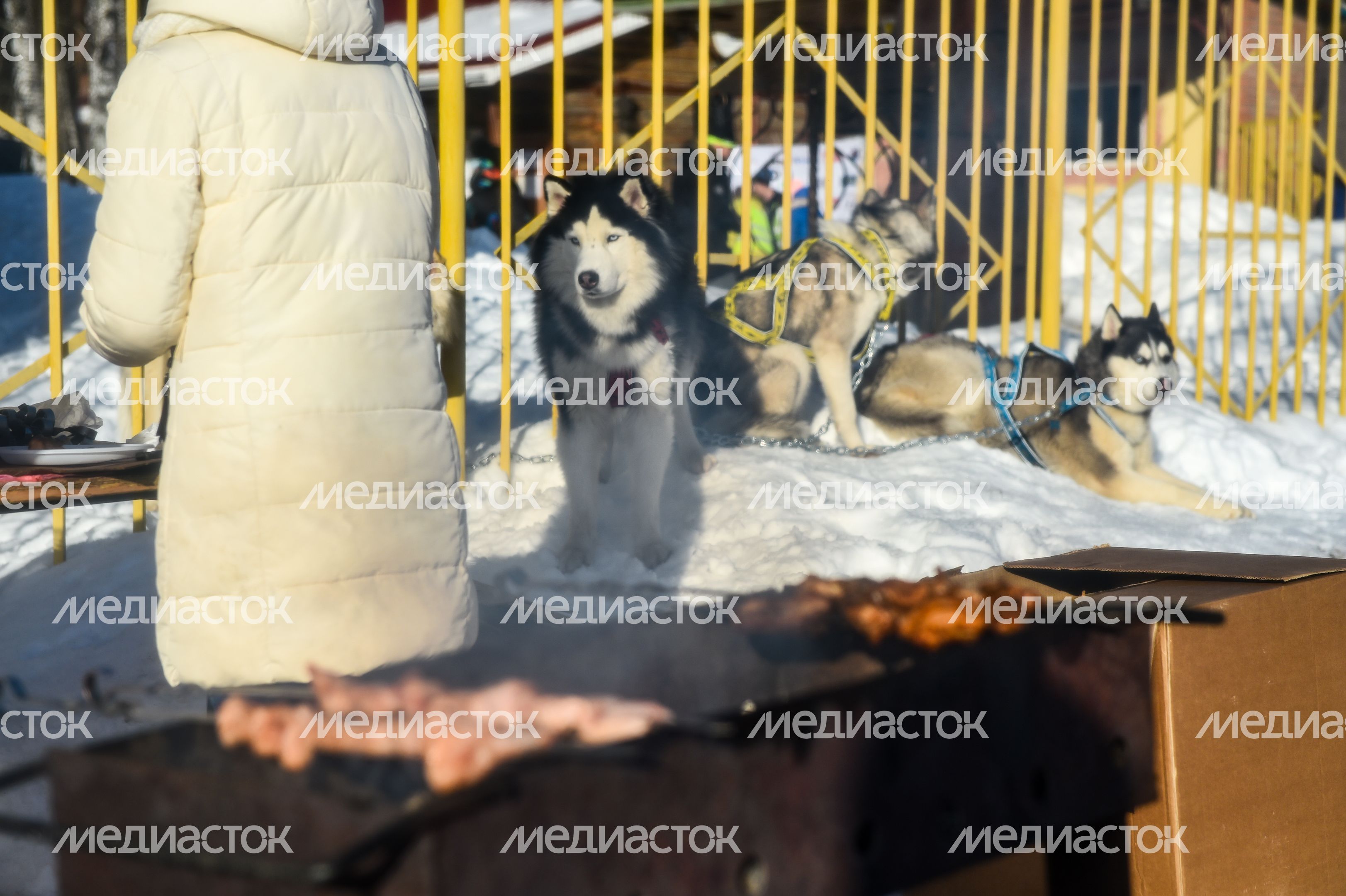 Гонки на собачьих упряжках Зов предков