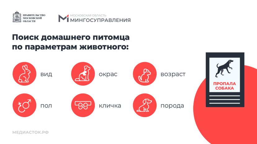 Домашние животные горизонталь 06