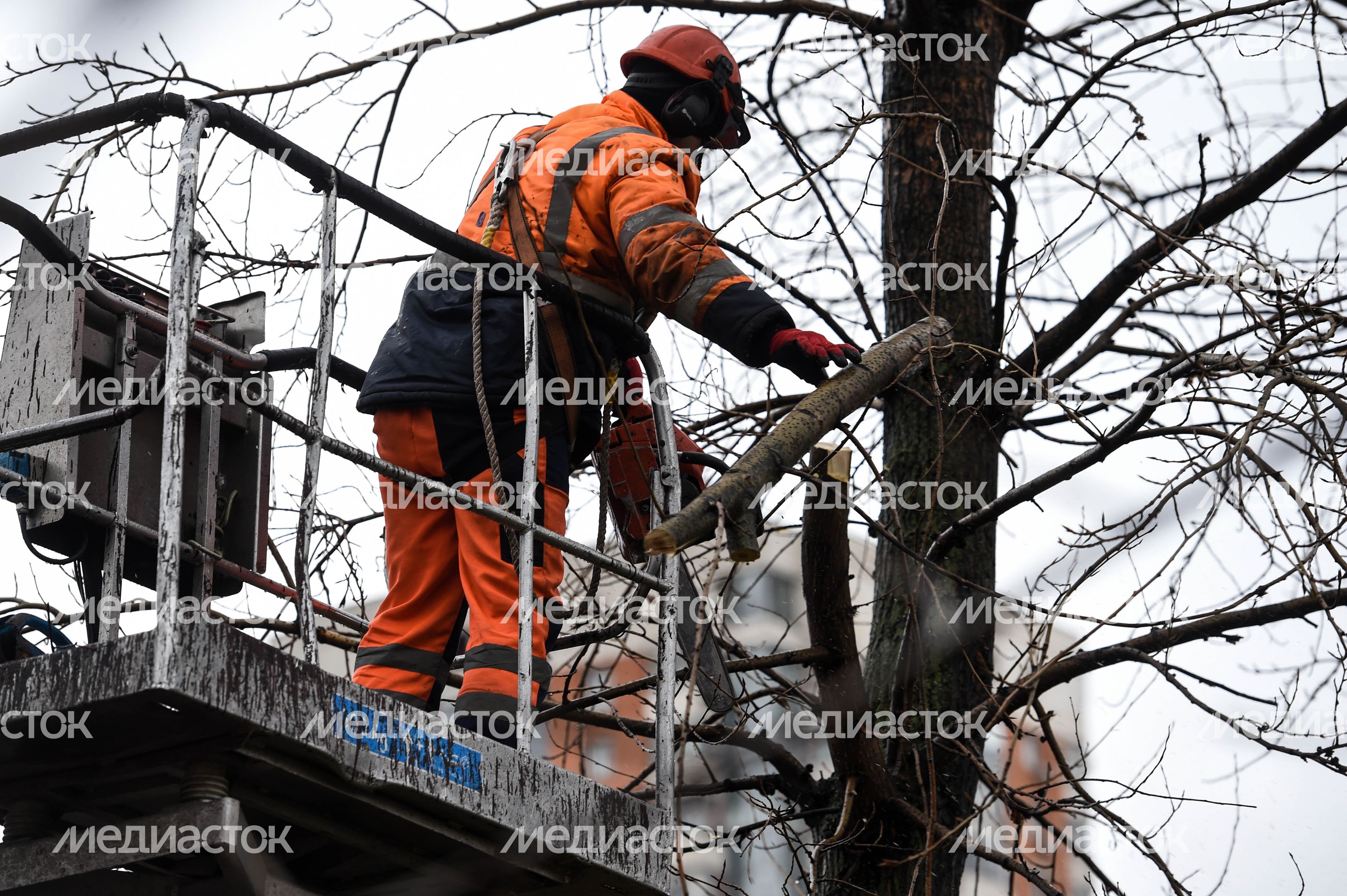 Обрезка тополей в Москве Обрезка тополей в Москве