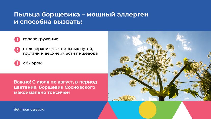 Горизонталь_Борщевик Сосновского_04.png