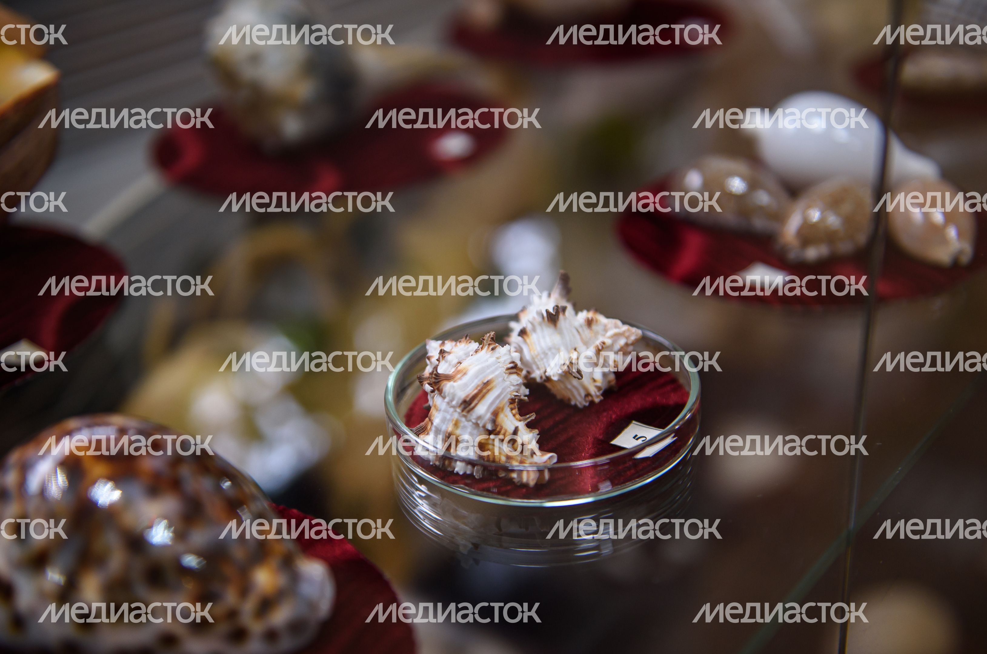 Пущинский музей экологии и краеведения