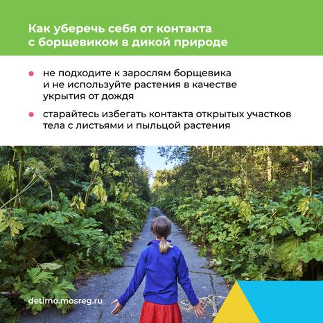 Квадрат_Борщевик Сосновского_08.png