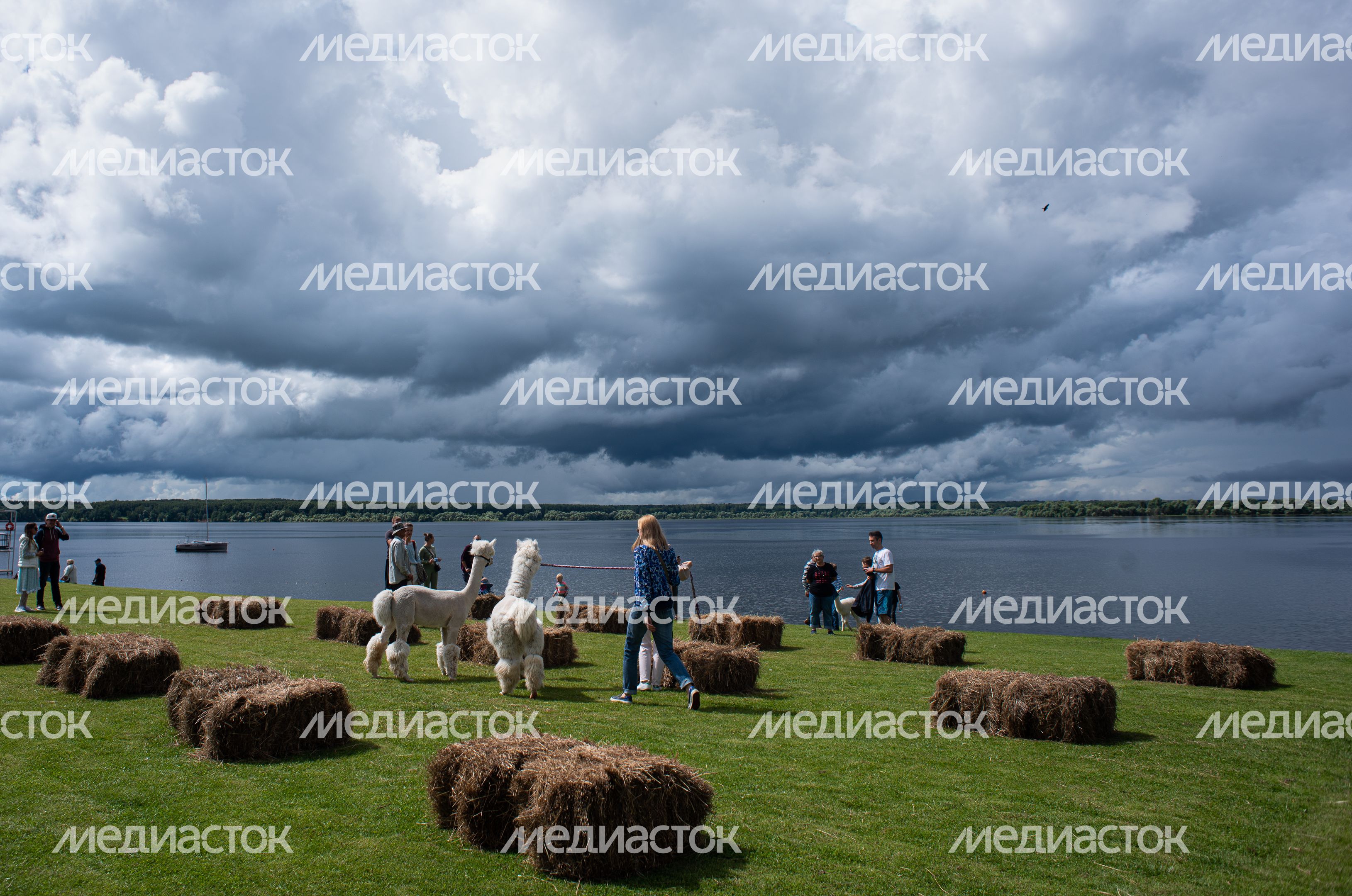 Гастрономический фестиваль Alpaca Wellbeing Fest