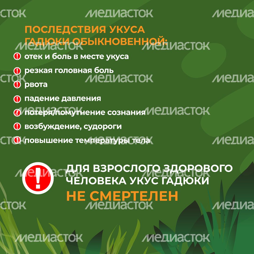 комлесхоз_змеи_кв_8