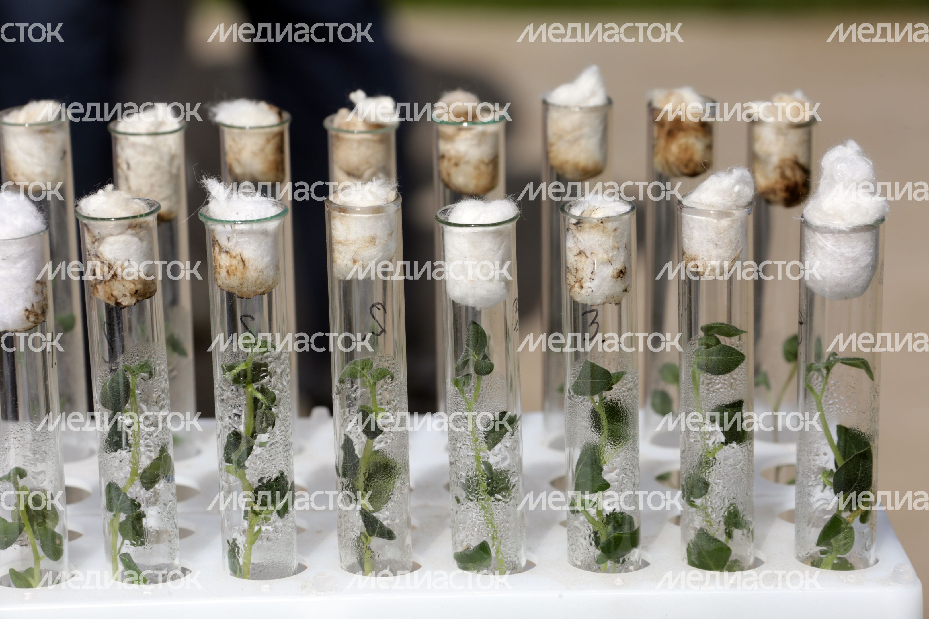 Праздник фермеров в агрофирме «Седек» Каширского района