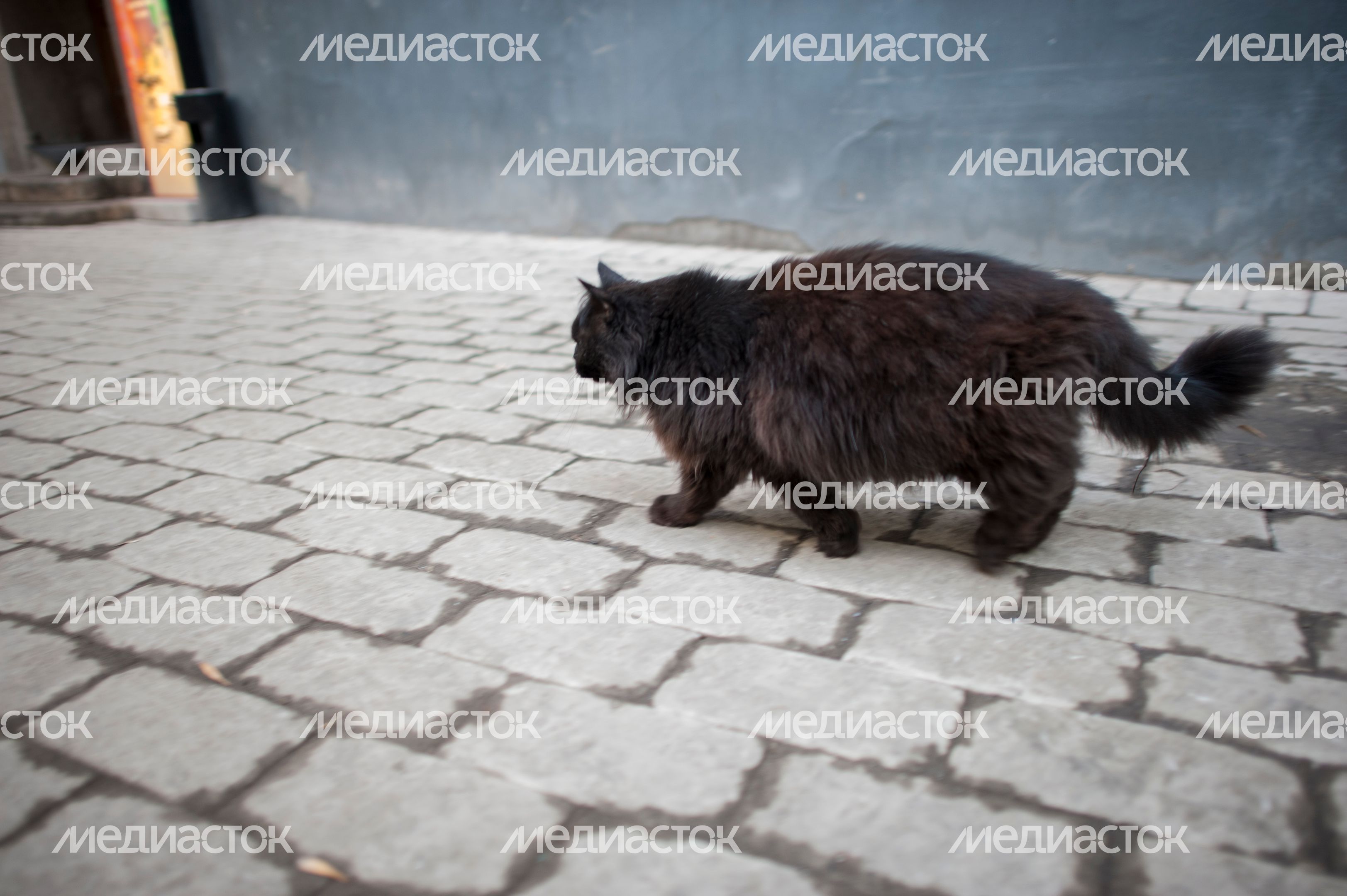 Кот Бегемот в музее «Дом Булгакова» Кот Бегемот в музее «Дом Булгакова»