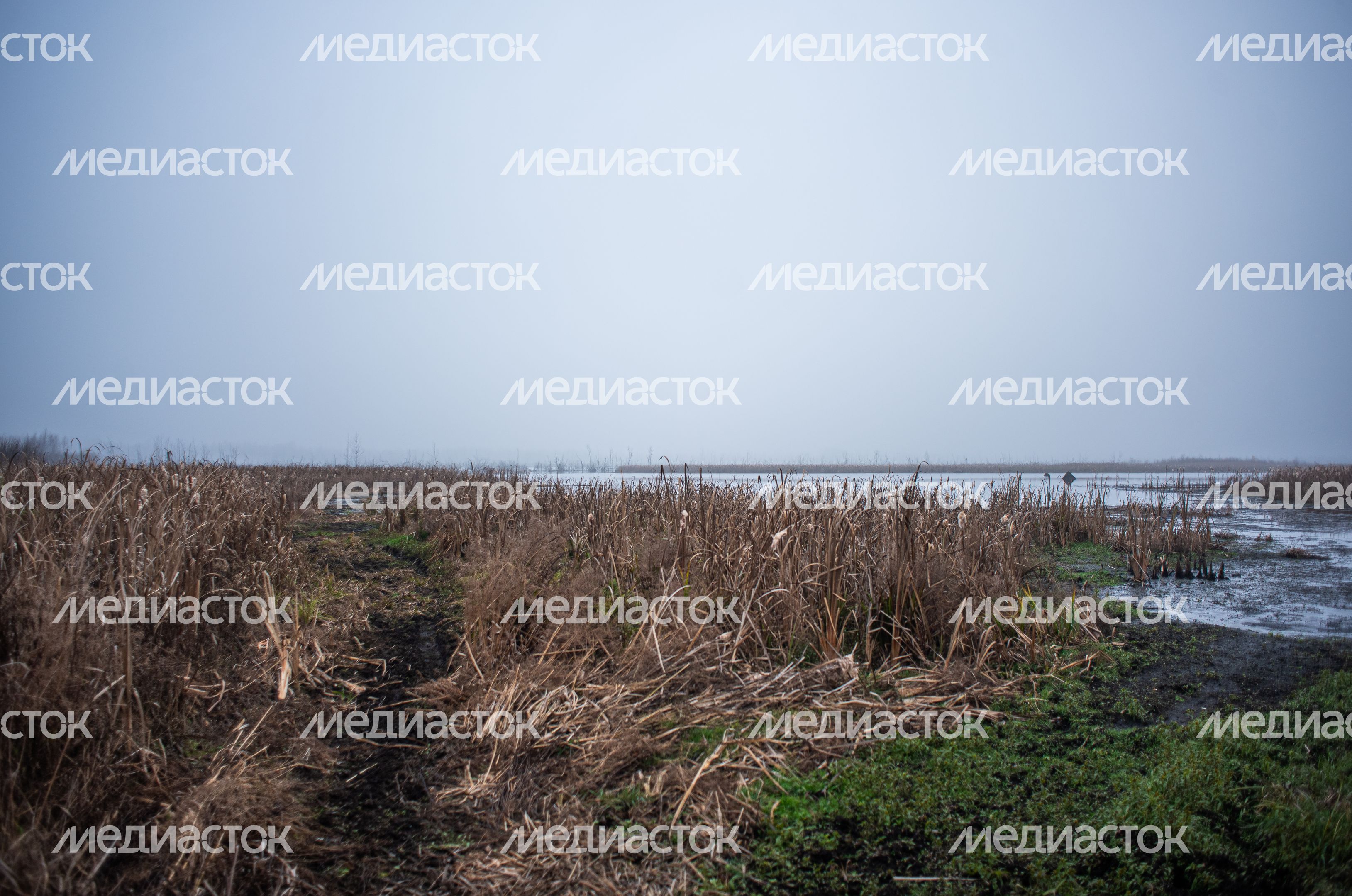 Шатурские болота