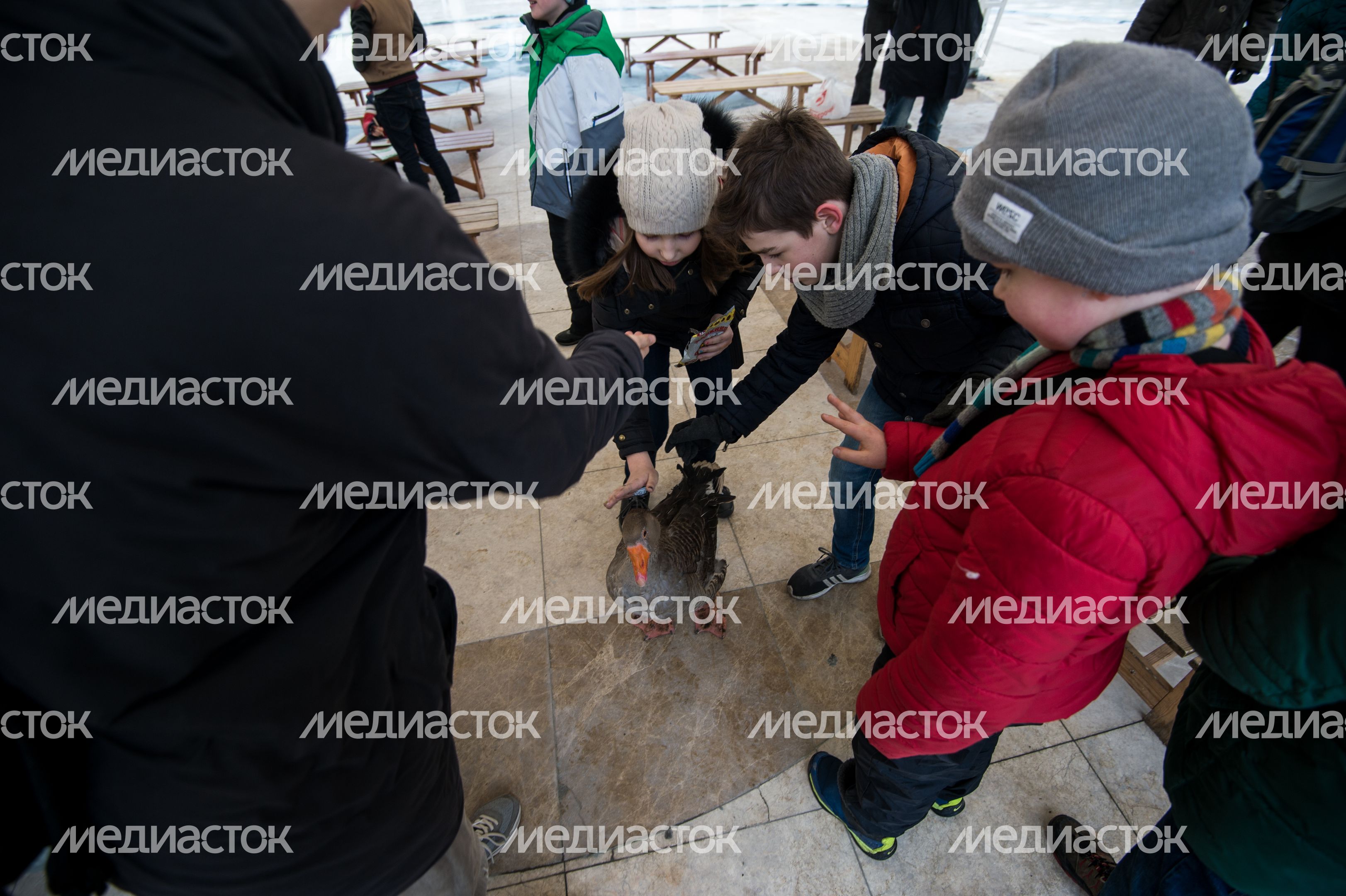 Выбор птицы года в парке Сокольники в Москве Выбор птицы года в парке Сокольники в Москве