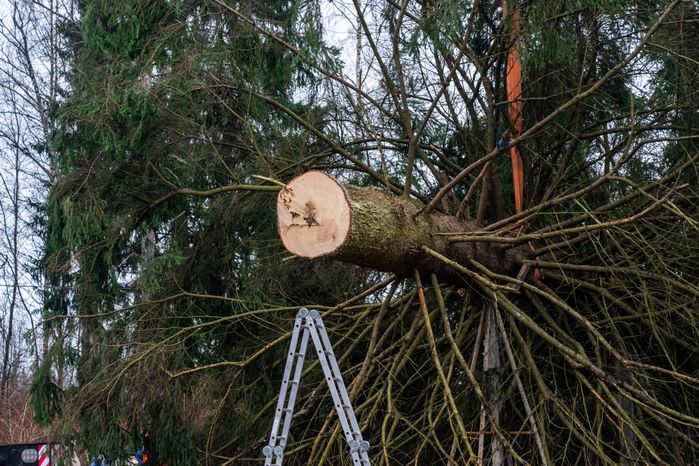 Главную новогоднюю елку страны спилили в Рузском округе