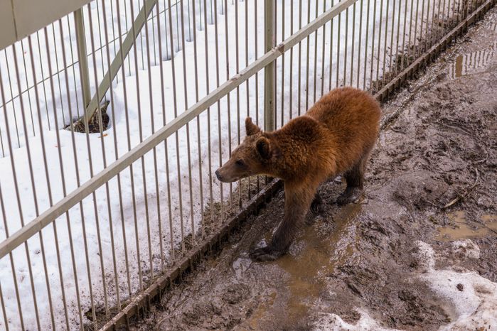 Парк львов "Земля прайда" в округе Клин