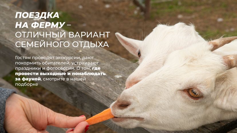 Фермы с животными
