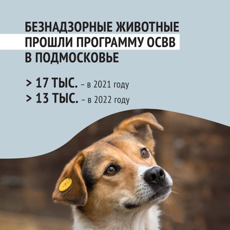 Безнадзорные животные