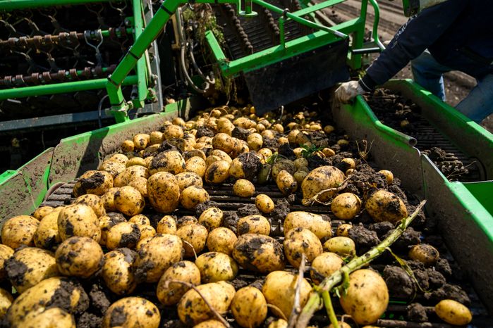 Уборка урожая картофеля в округе Коломна