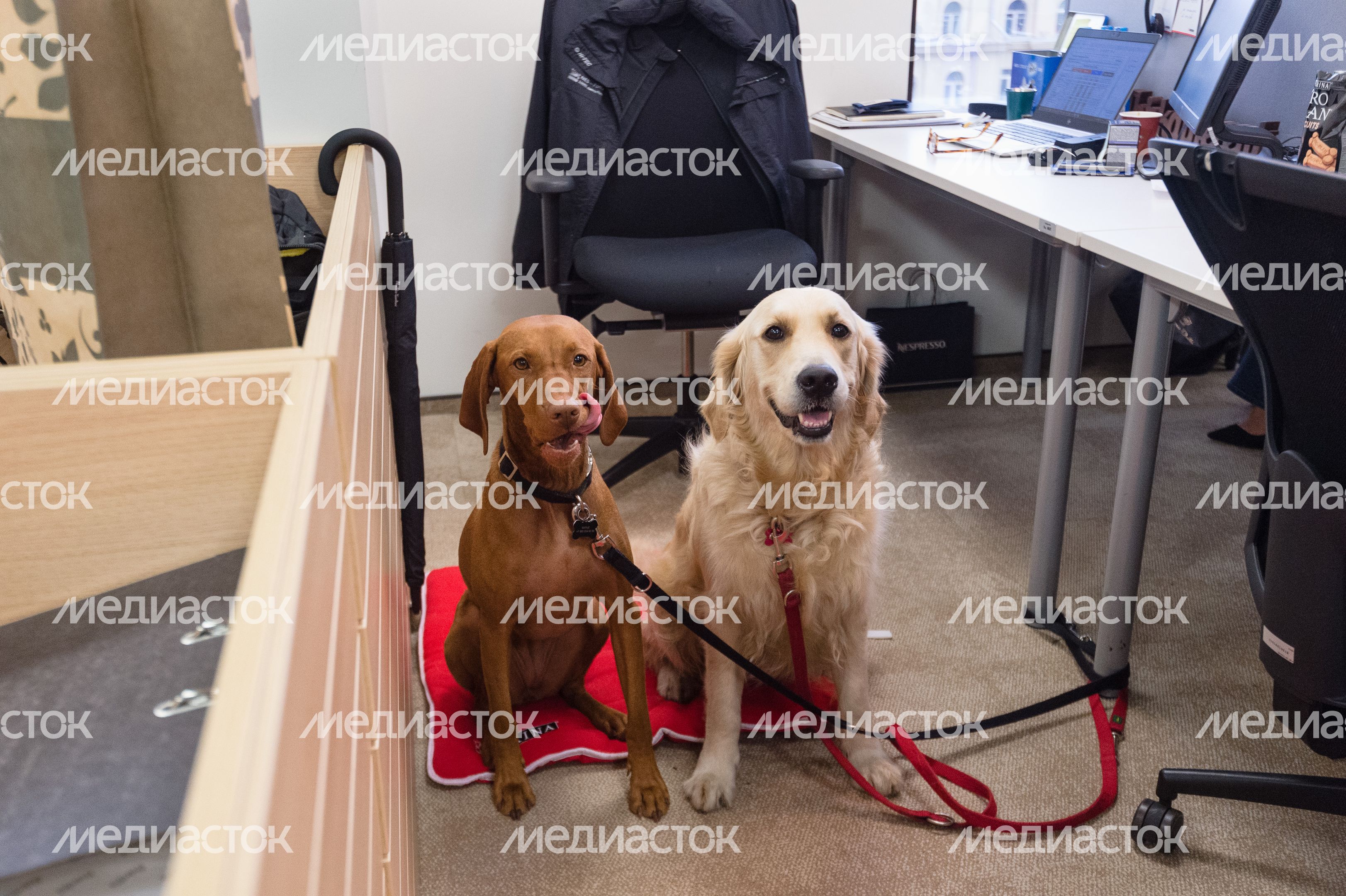 Pet‑friendly офис Purina