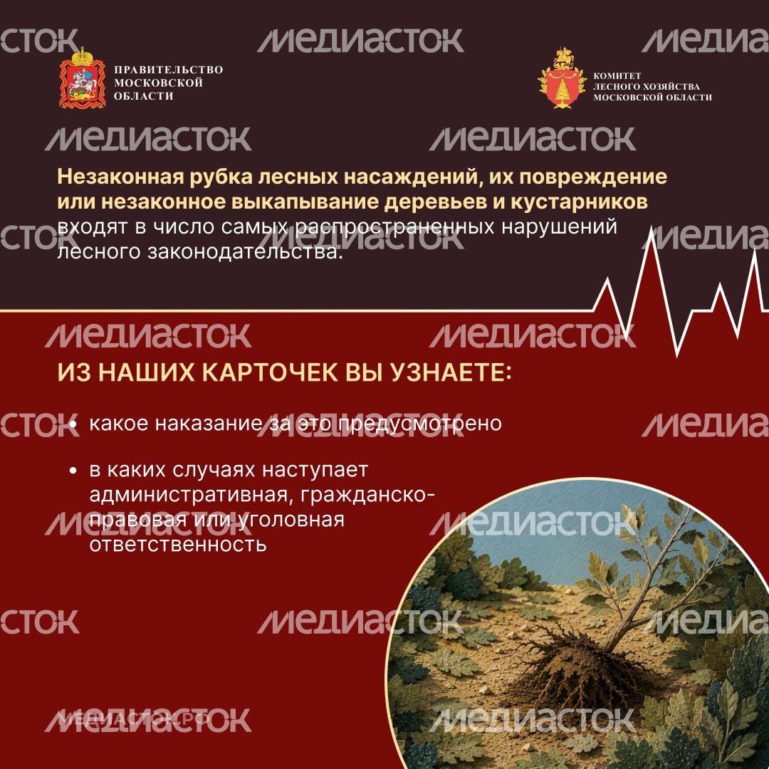 Незаконная рубка квадрат 02