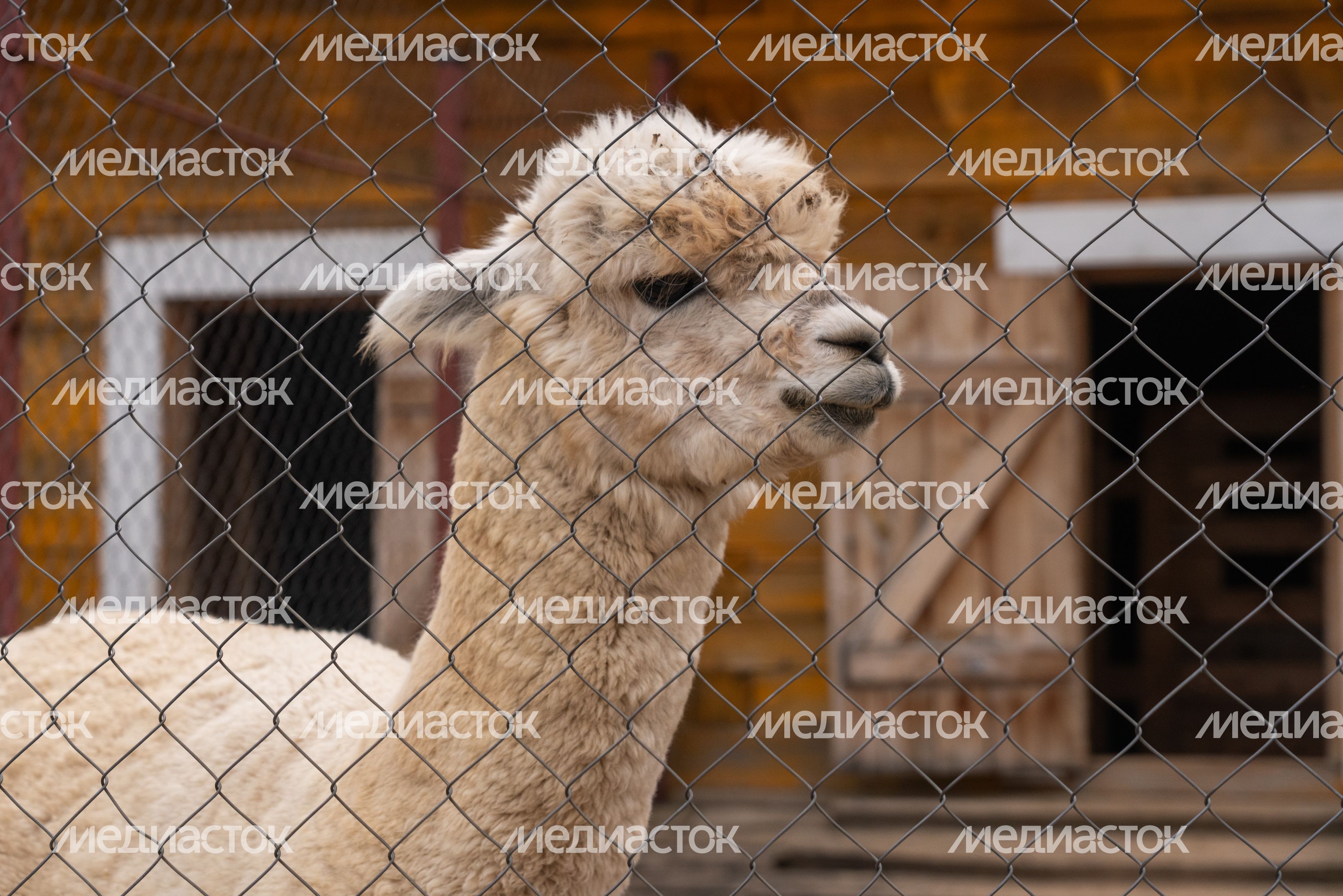 Зоопарк «Zooландия» в деревне Крючково округа Истра Зоопарк «Zooландия» в деревне Крючково округа Истра