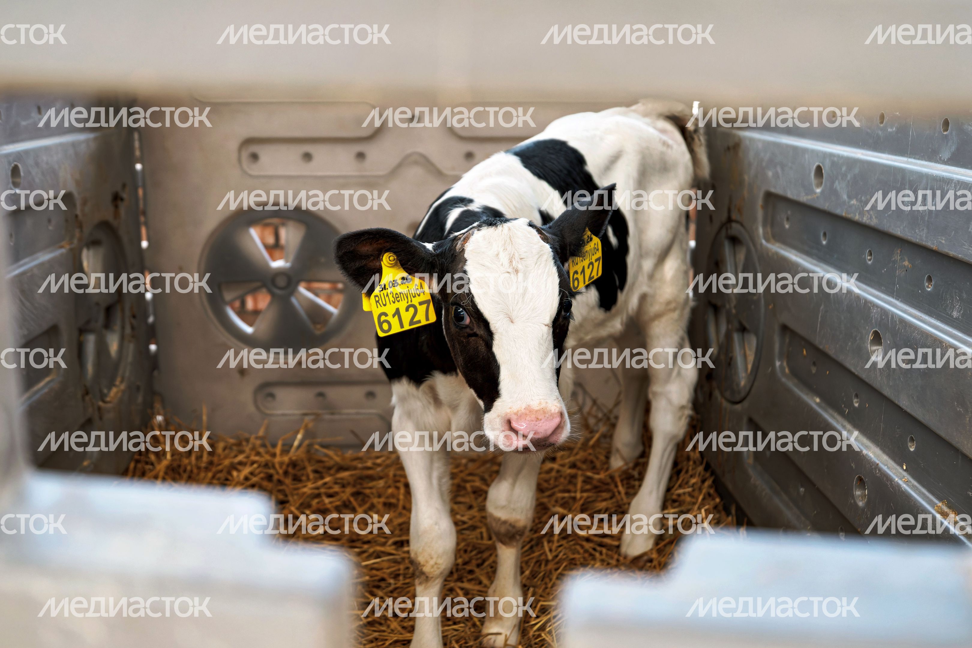 Коровник молочно-товарной фермы «Рота-Агро Благовещенье» в Наро-Фоминском округе Коровник молочно-товарной фермы «Рота-Агро Благовещенье» в Наро-Фоминском округе