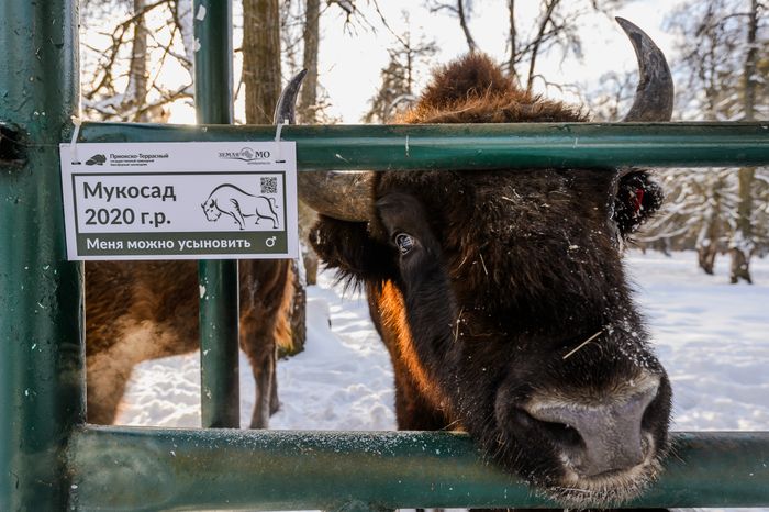 Приокско-Террасный государственный природный биосферный заповедник в Серпухове