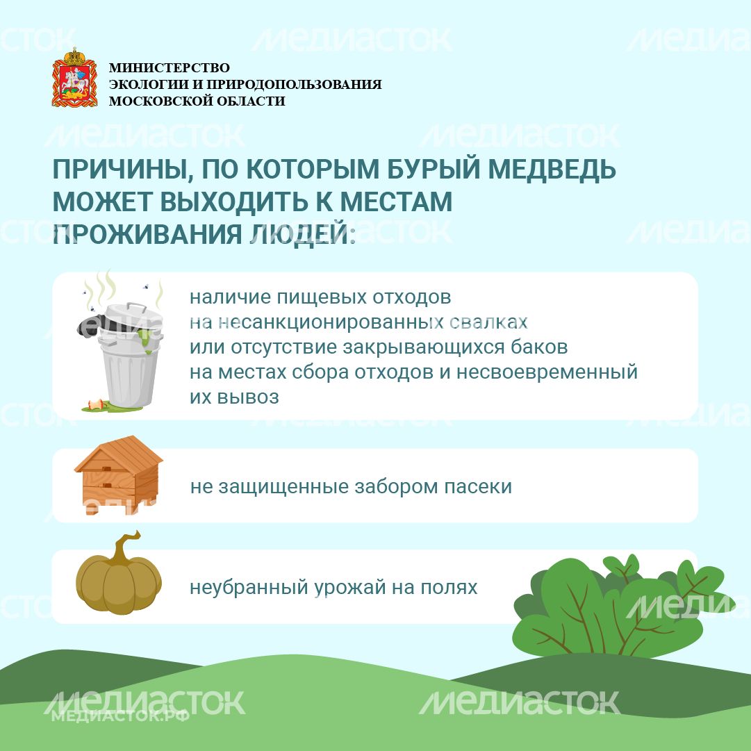 Медведь – сосед, которого нужно знать_квадрат 06 Медведь – сосед, которого нужно знать_квадрат 06