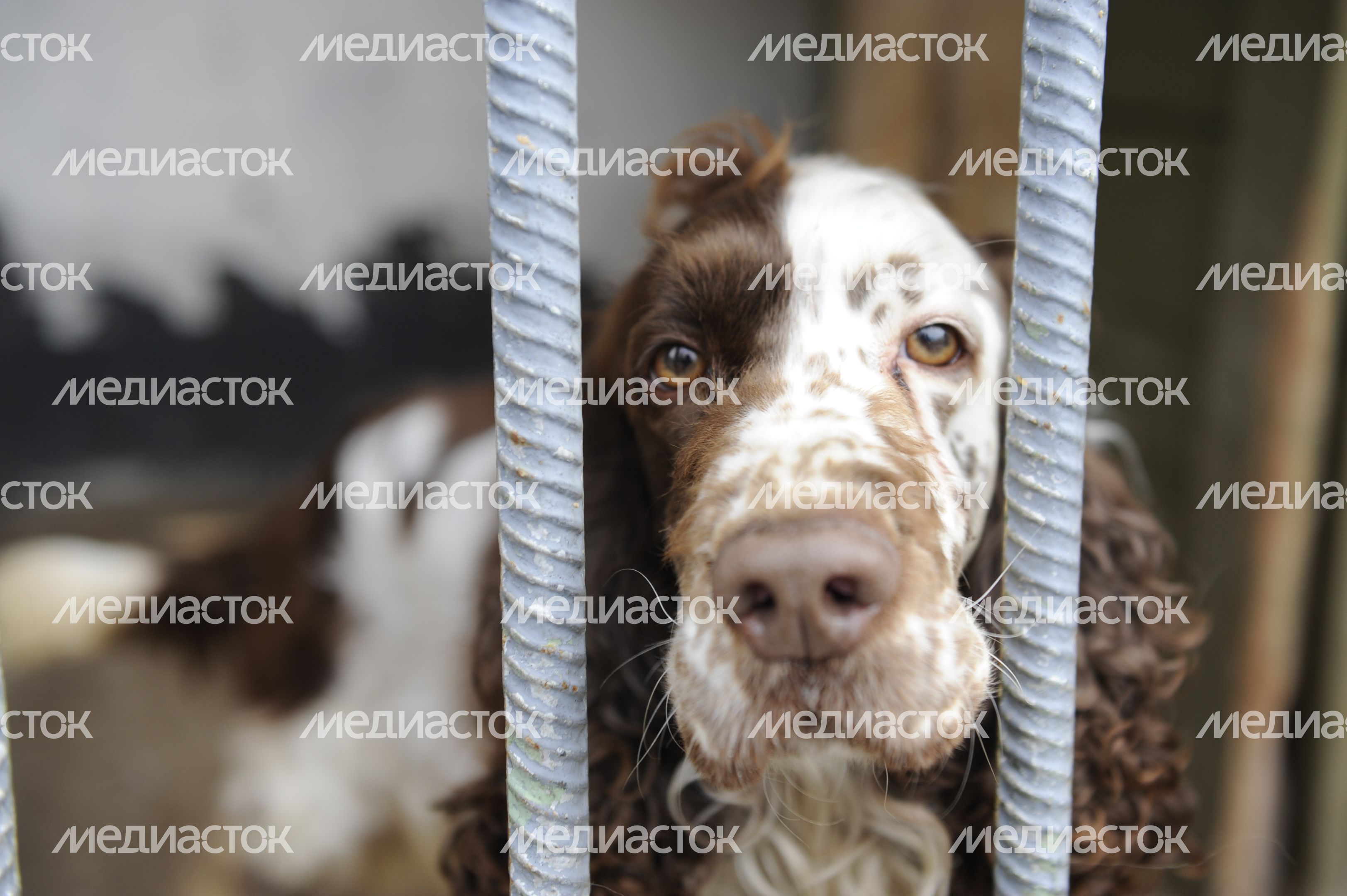 Учебный центр служебного собаководства в Дмитровском районе