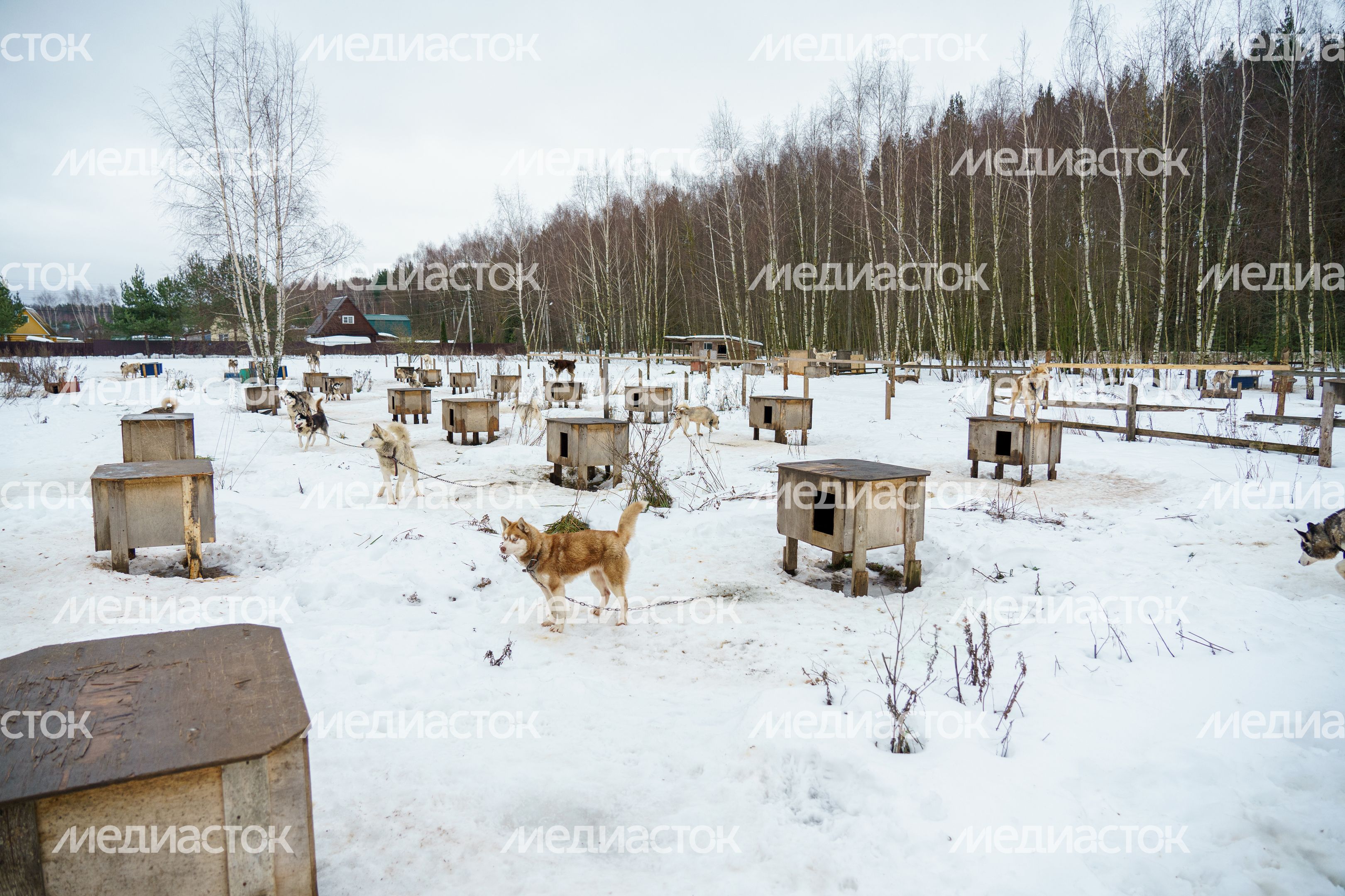 Чукотское стойбище "Хаски парк" в Раменском округе зимой