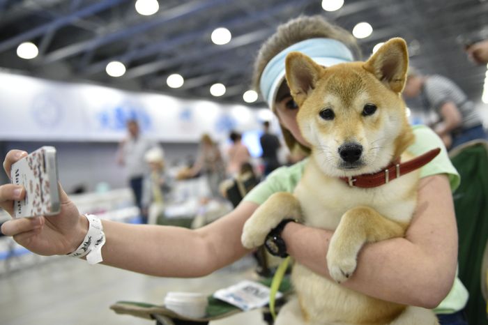 Всемирная выставка собак World Dog Show 2016 в МВЦ «Крокус Экспо»