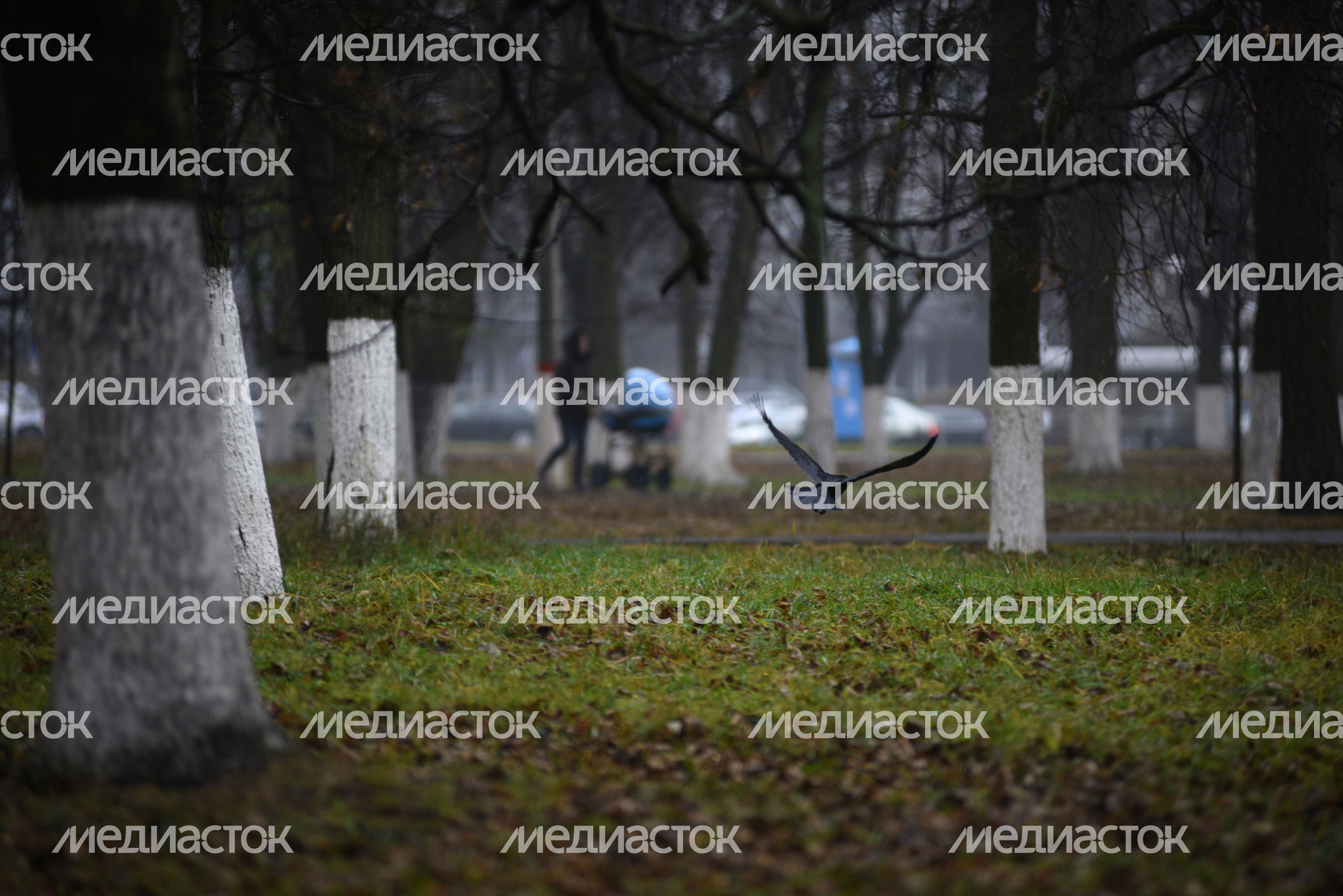 Центральный сквер в Жуковском