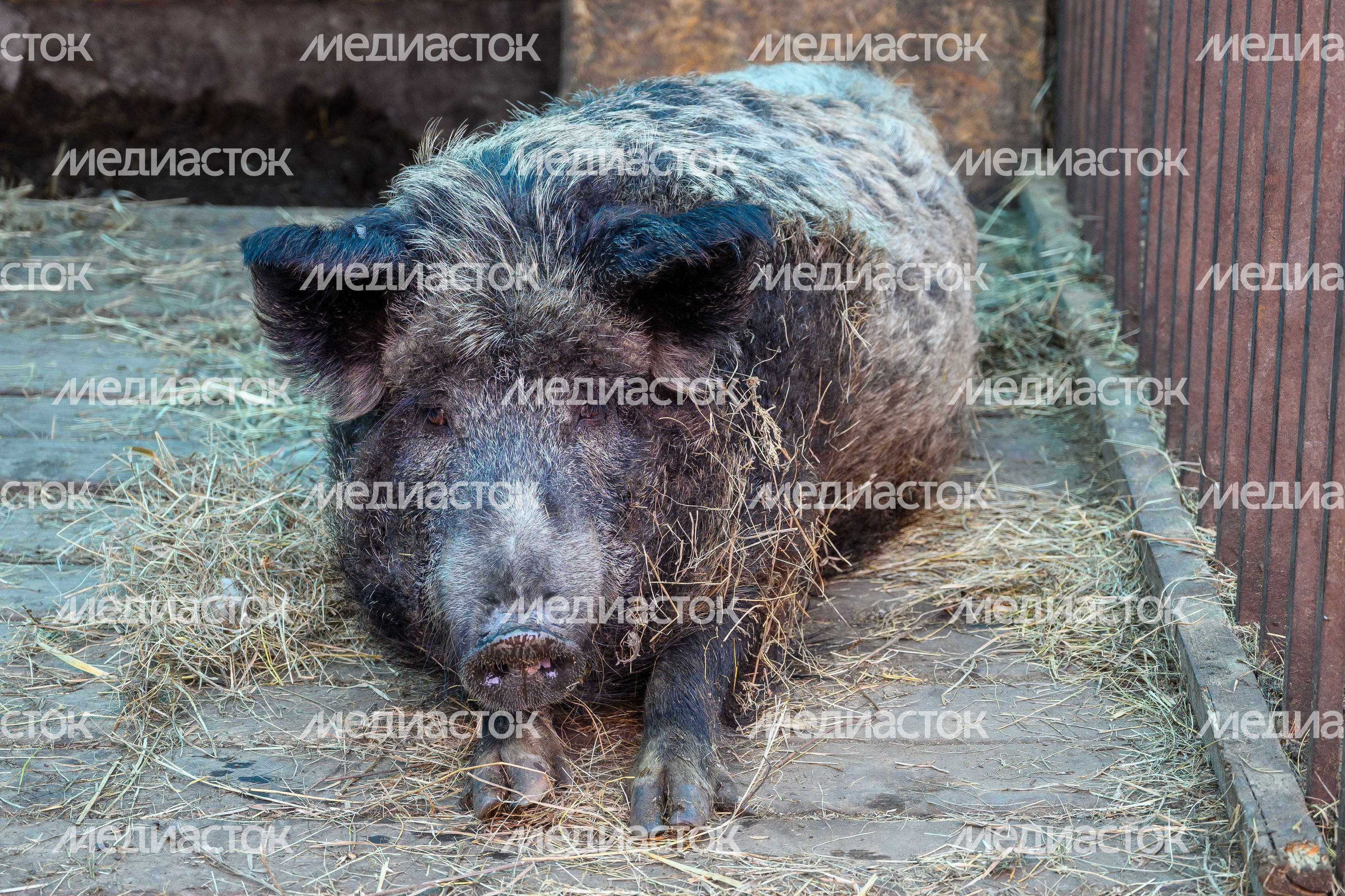 Животные на ферме «Бабушкин дворик» в слободе Алешино округа Воскресенск Животные на ферме «Бабушкин дворик» в слободе Алешино округа Воскресенск