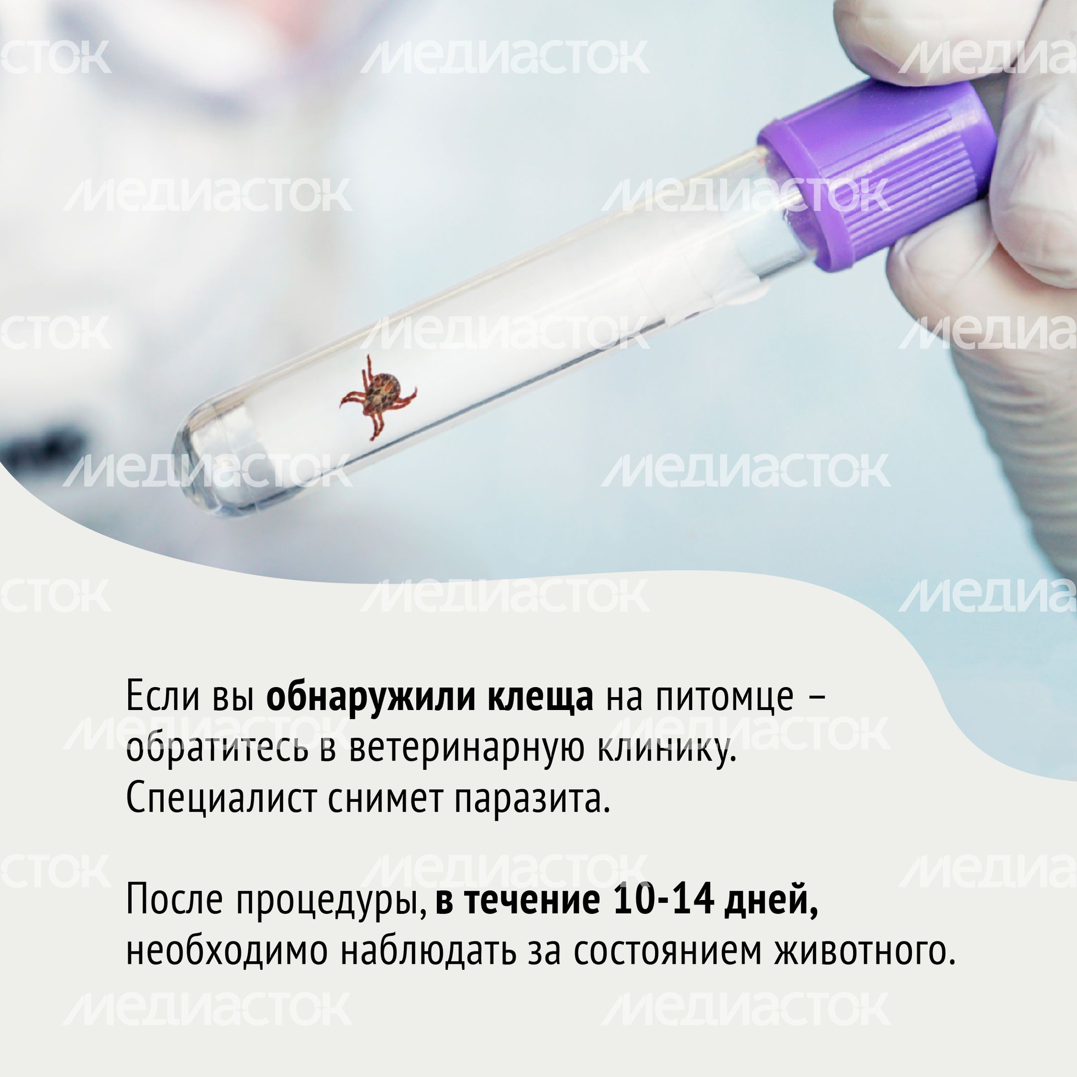 Клещи-14.jpg
